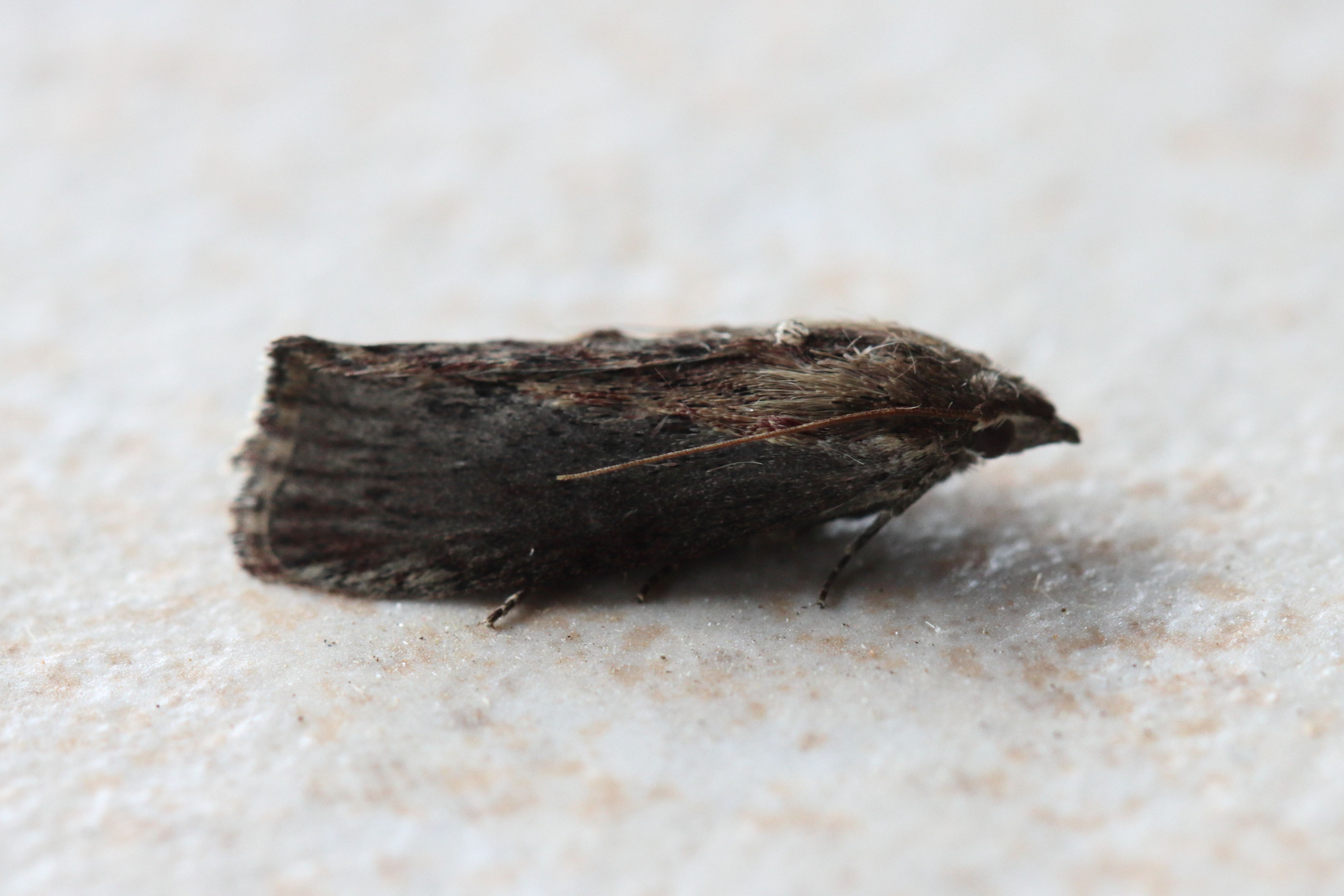 Photo of Wax Moth (Galleria mellonella)